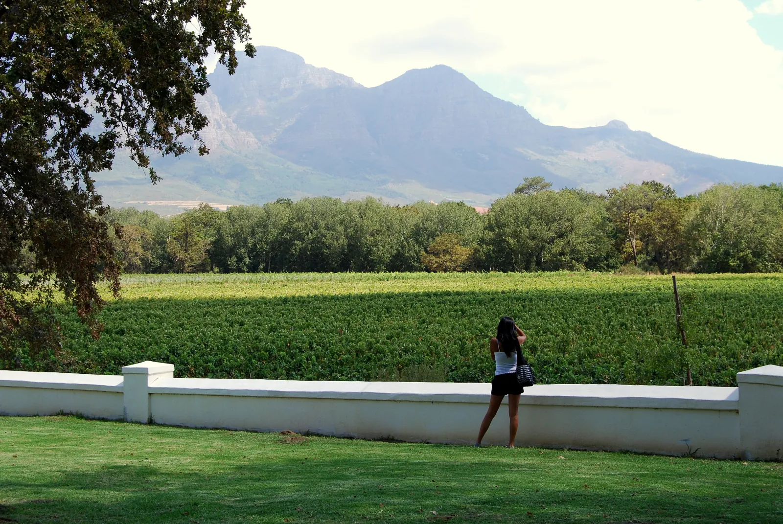 Vine rows below the Winelands mountains, with a visitor sitting on a whitewashed Cape Dutch wall