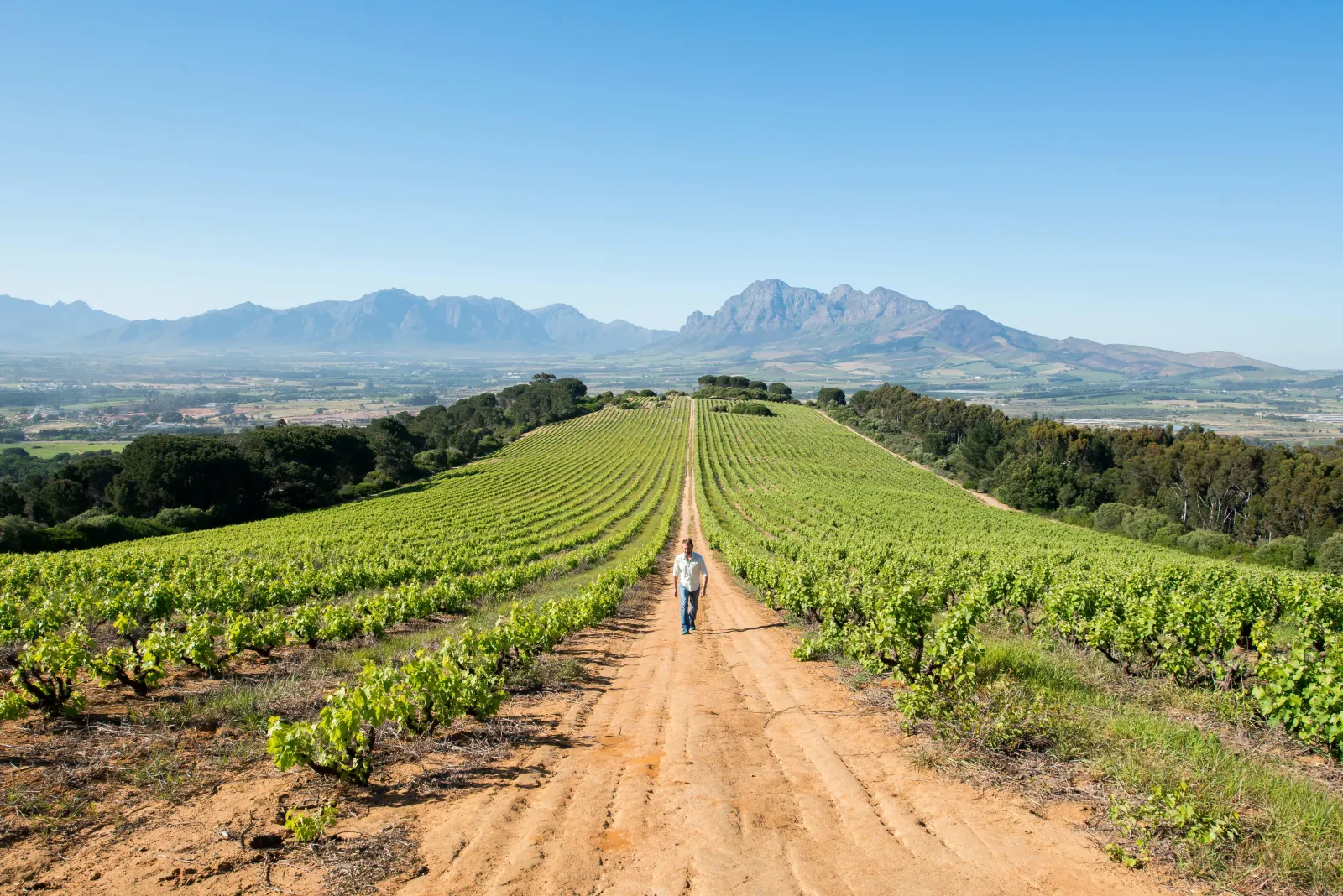 A dirt track running between vineyard rows toward the mountains of the Cape Winelands