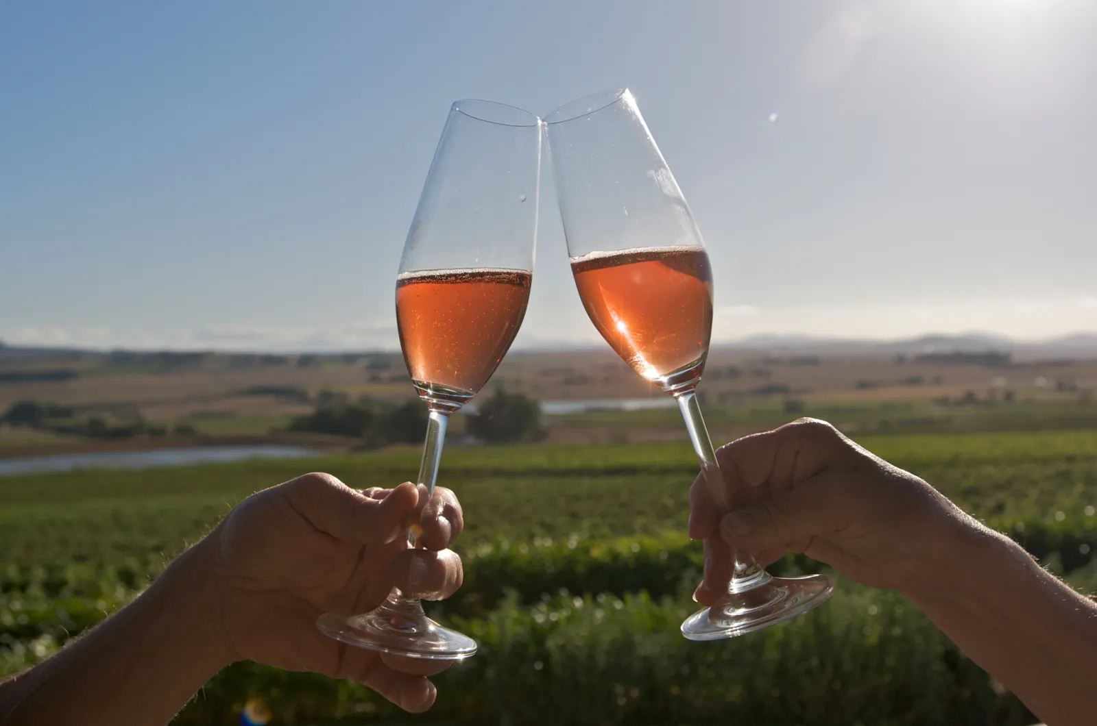 Two glasses of rosé raised in a toast at the edge of a Winelands vineyard