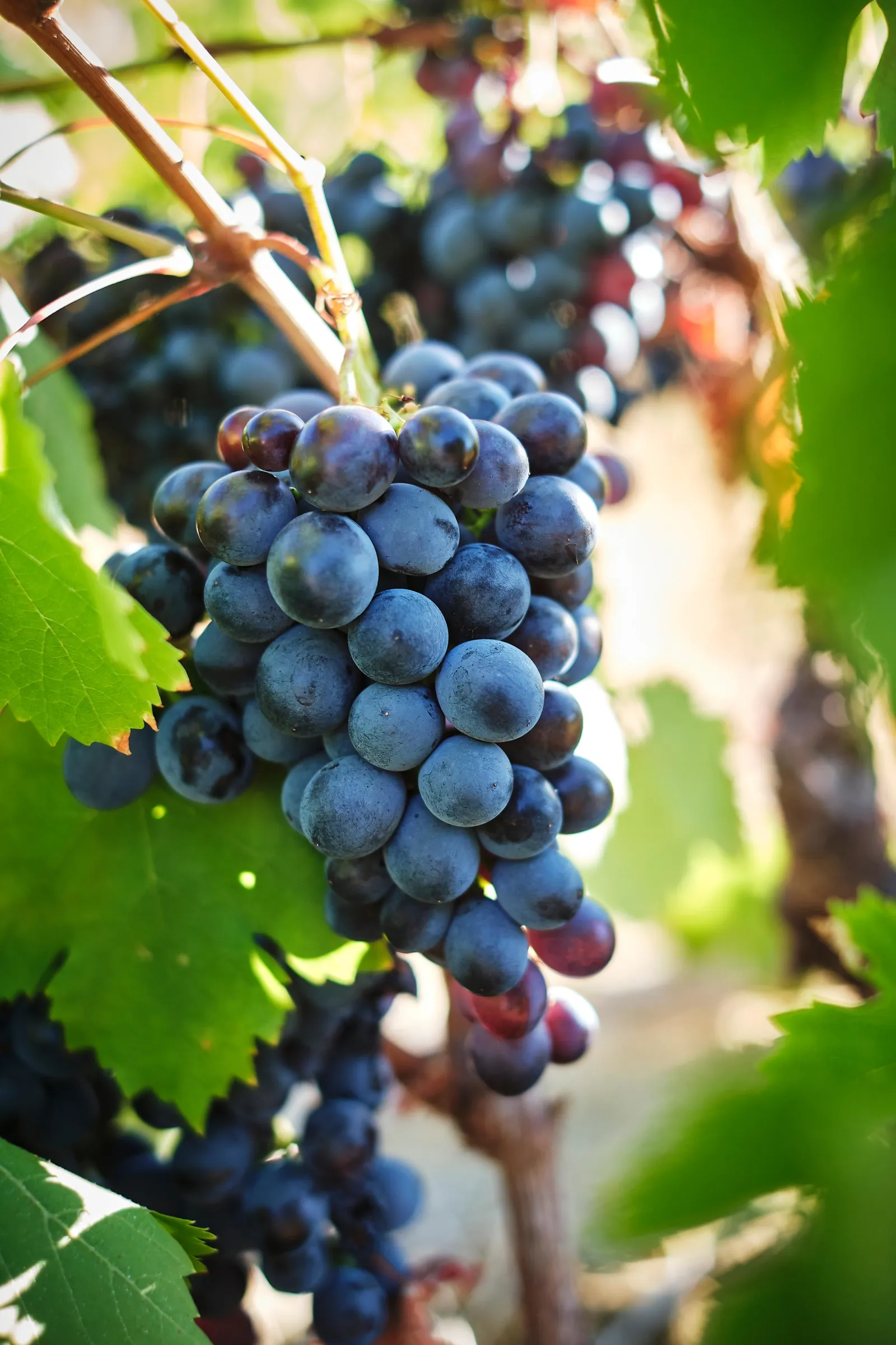 Ripe black grapes hanging on the vine before harvest in the Cape Winelands