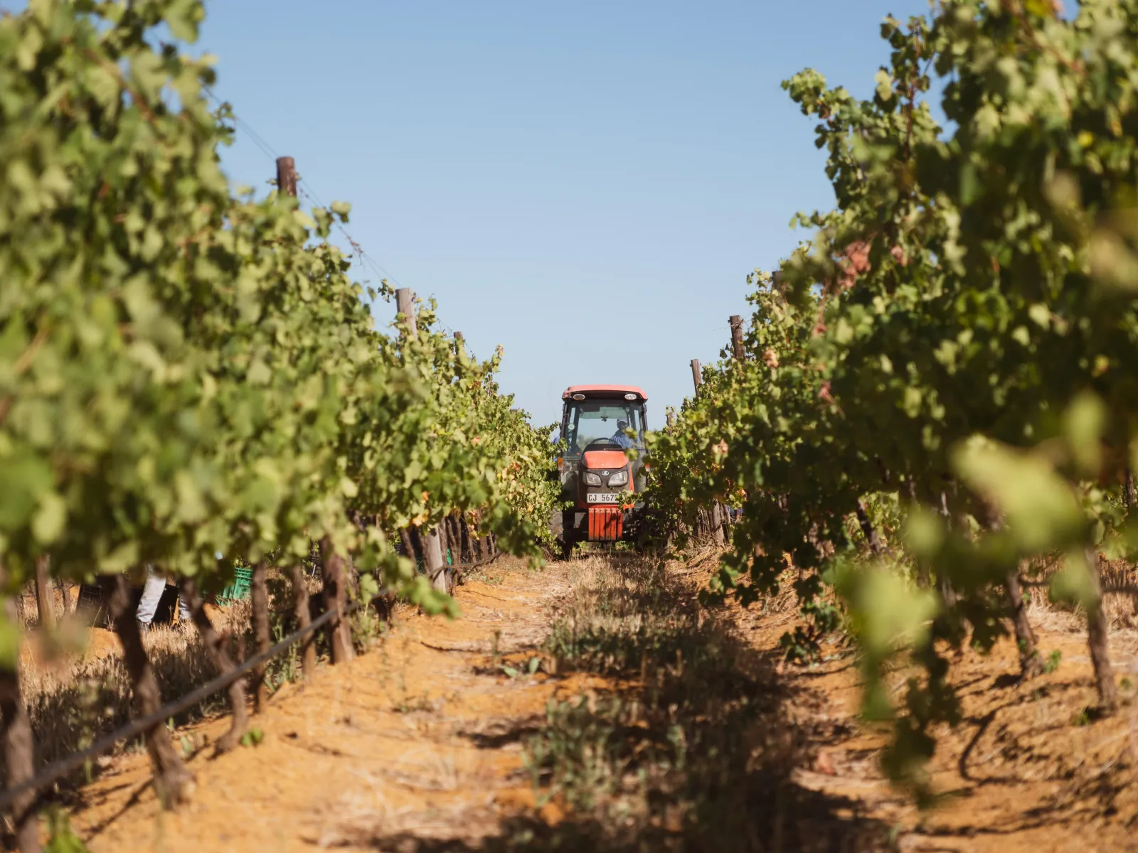 A tractor working between the vine rows on a Cape Winelands wine farm
