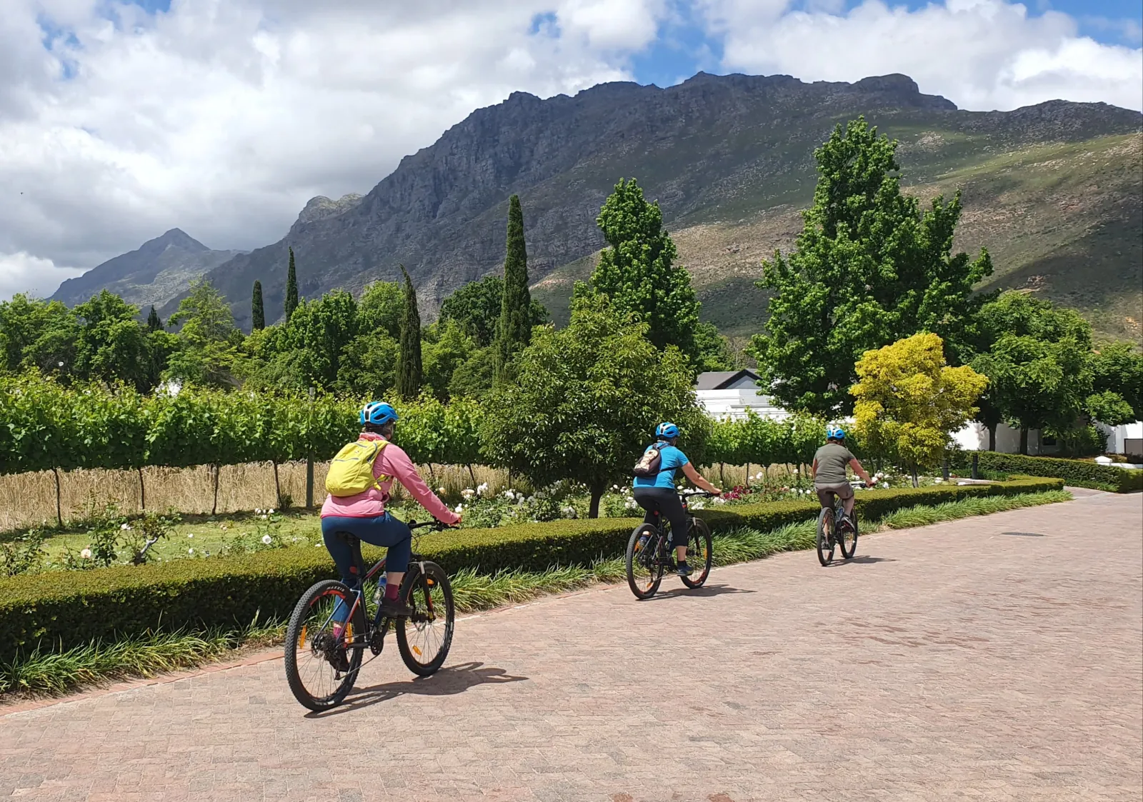 Cyclists riding a tree-lined lane between the Stellenbosch vineyards