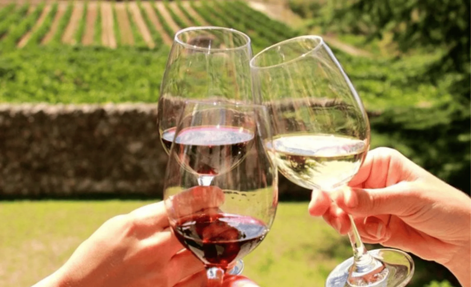 Stellenbosch: Half-Day Wine Tour