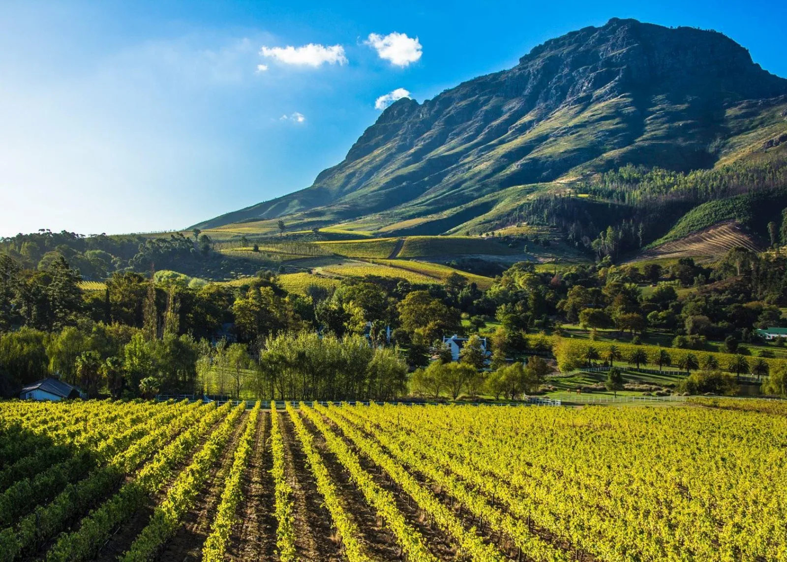 Stellenbosch: All-inclusive Private Wine Tour & Tastings